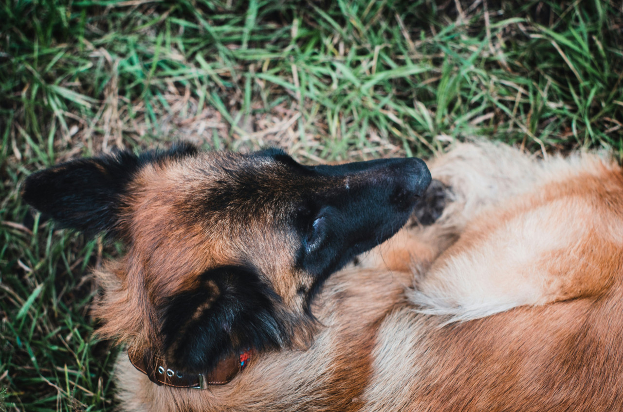 Perro pastor belga. Fuente: Unsplash