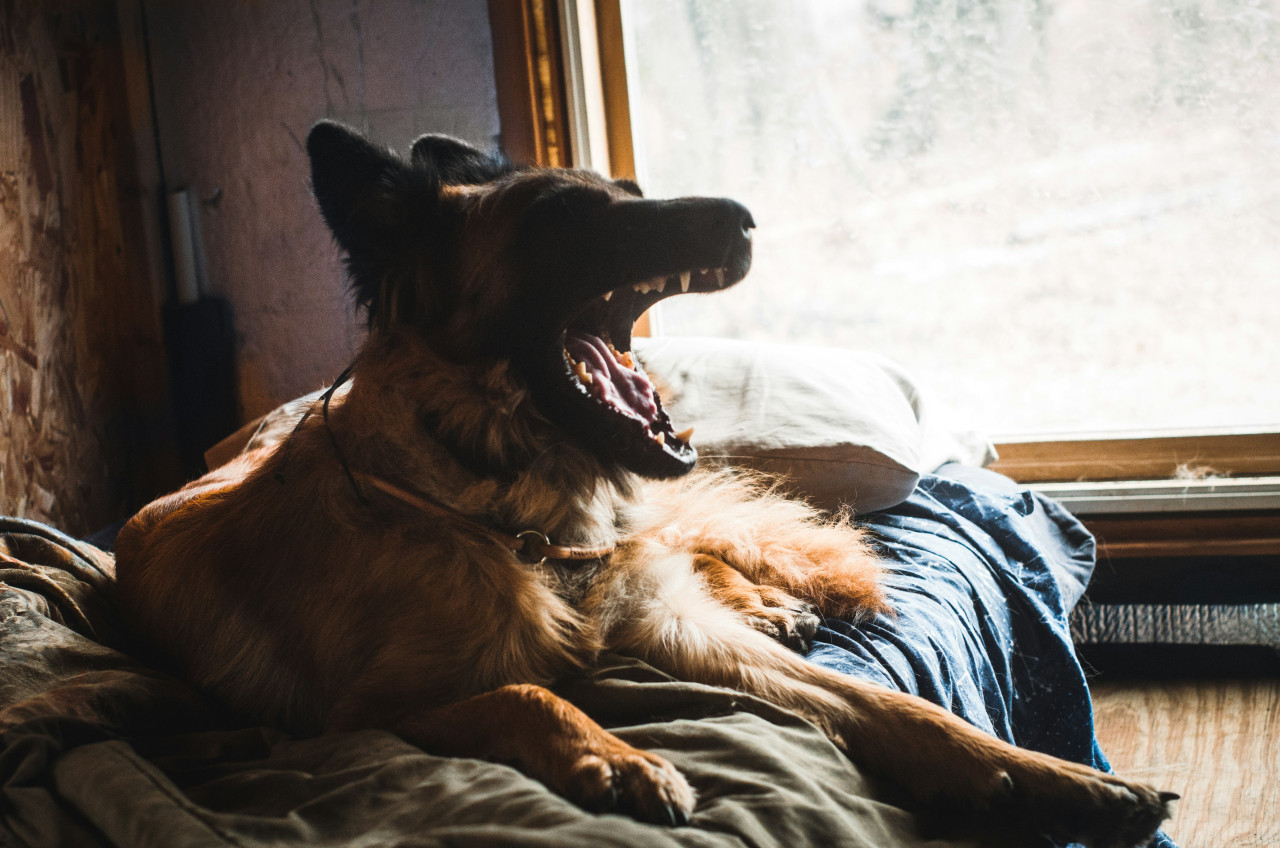 Perro pastor belga. Fuente: Unsplash