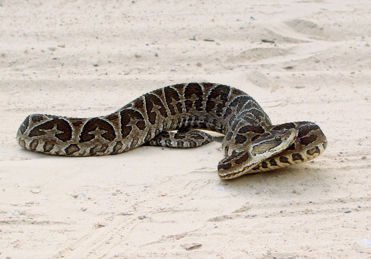 Serpiente venenosa yarará.