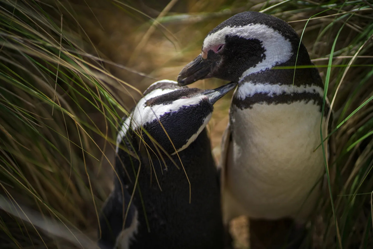 Pingüino. Fuente: Rewiliding Argentina