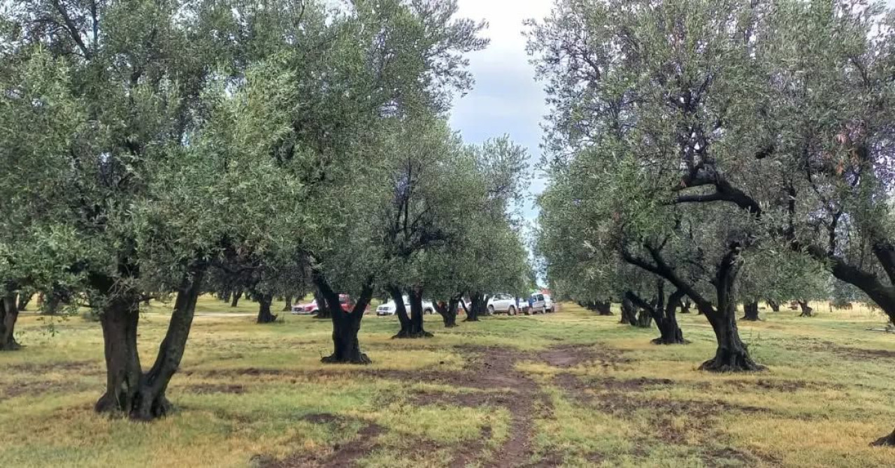 La ruta del olivo en la provincia de Buenos Aires. Foto: Olio Pampa