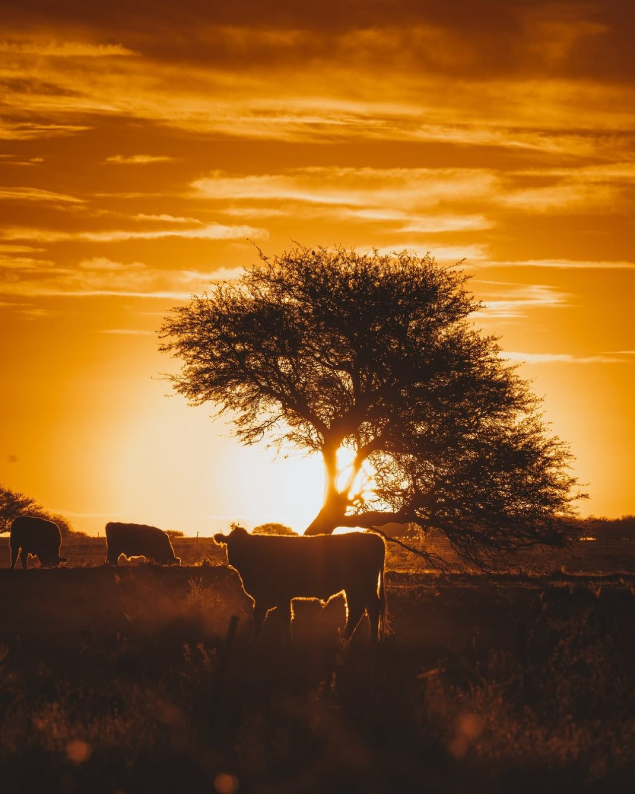 La Pampa. Foto: Turismo La Pampa