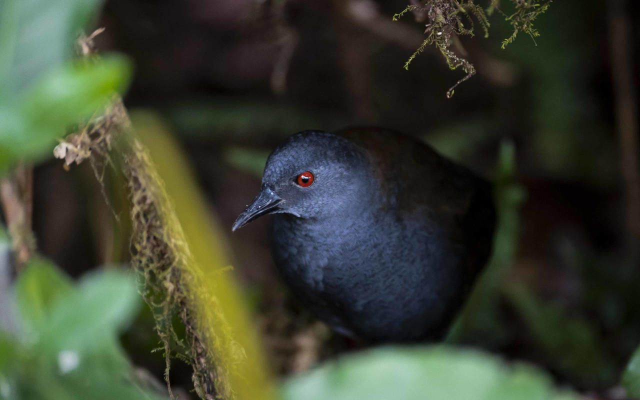 Apareció un ave que se creía extinta. Foto: EFE.