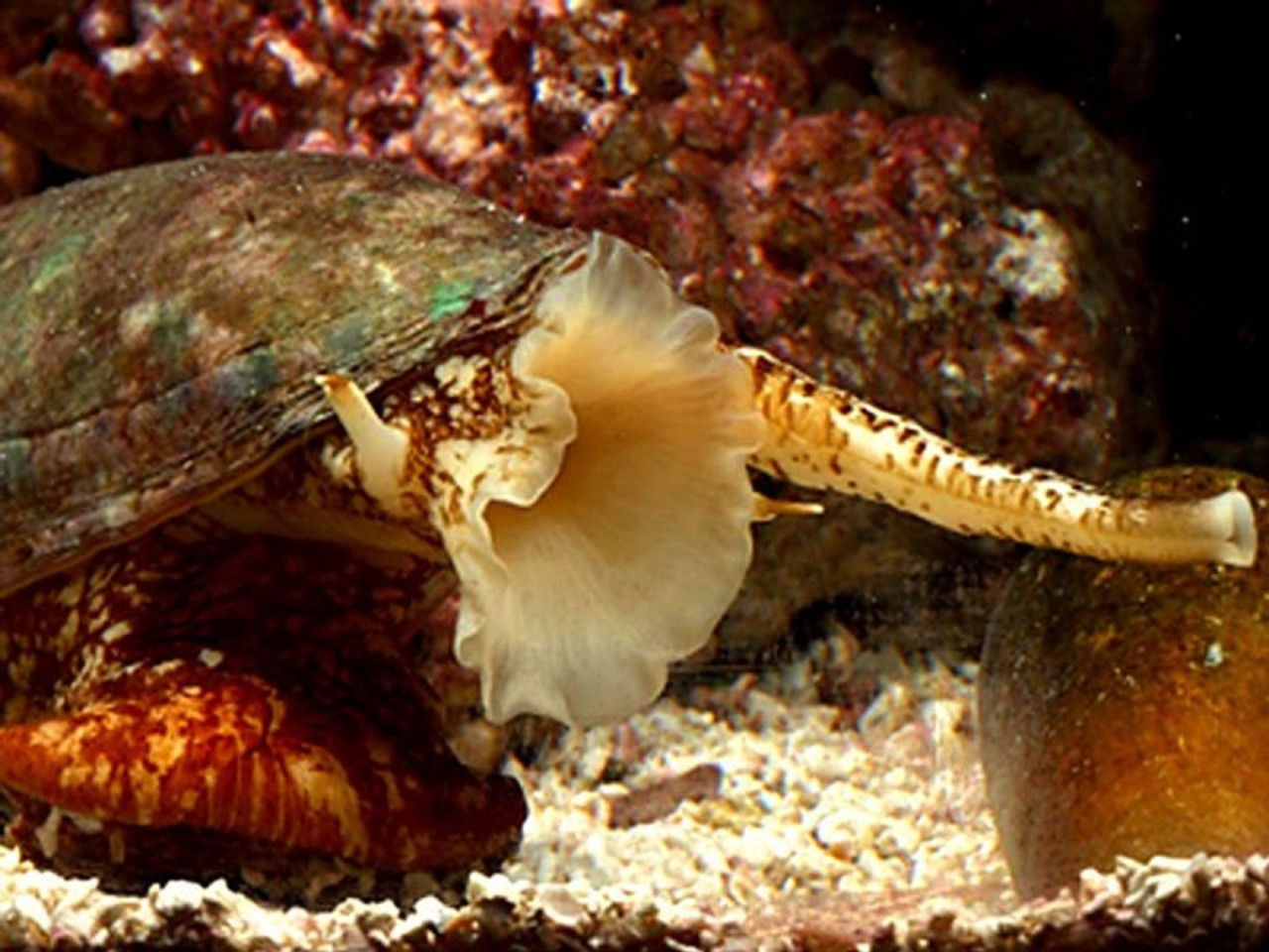 Caracol cono, uno de los animales más venenosos del mundo. Foto: National Geographic.