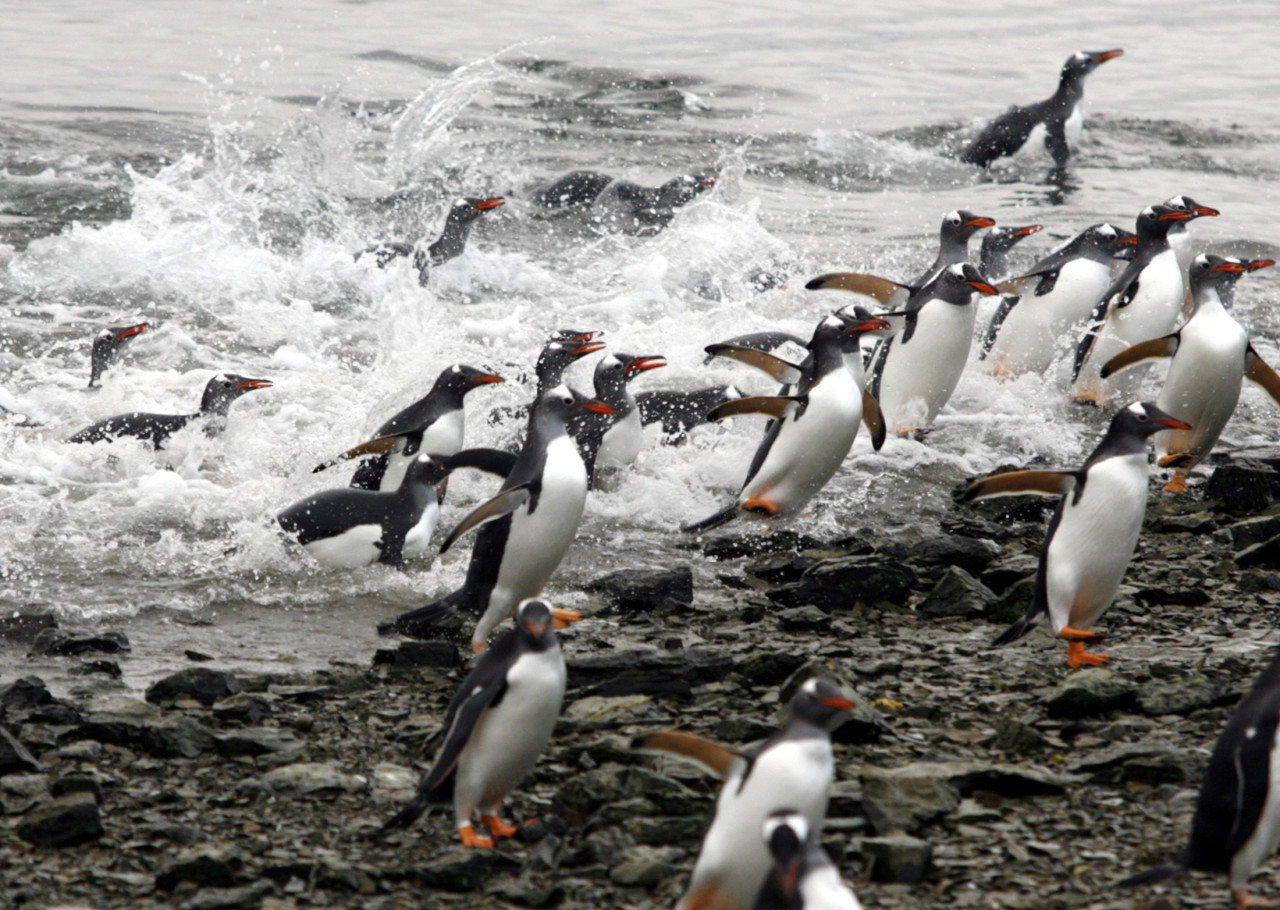 Las Islas Malvinas cuentan con una gran fauna. Foto: Reuters/Enrique Marcarian