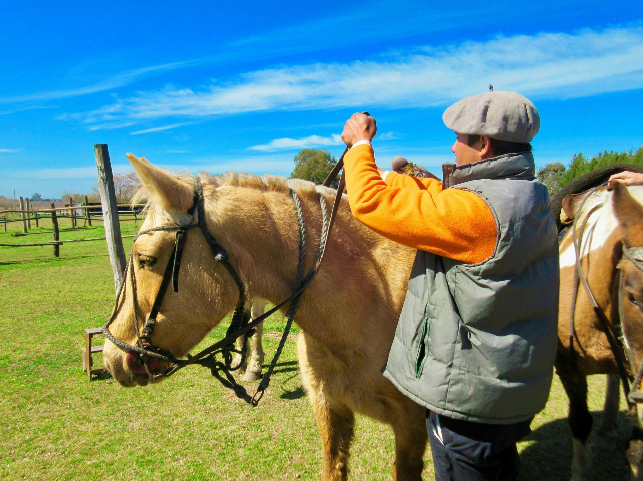 Caballo. Foto Unsplash