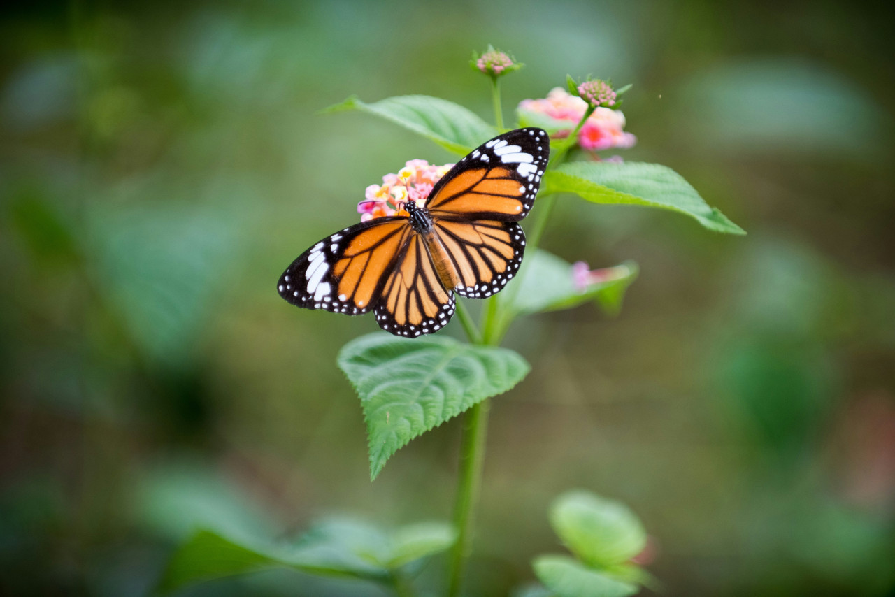 Mariposas Monarca. Foto: Unsplash.