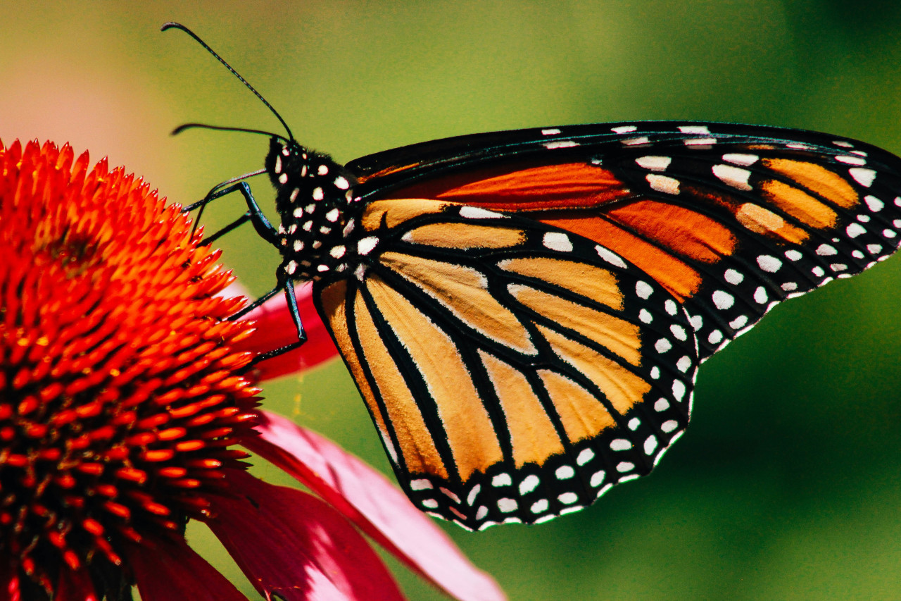 Mariposas Monarca. Foto: Unsplash.