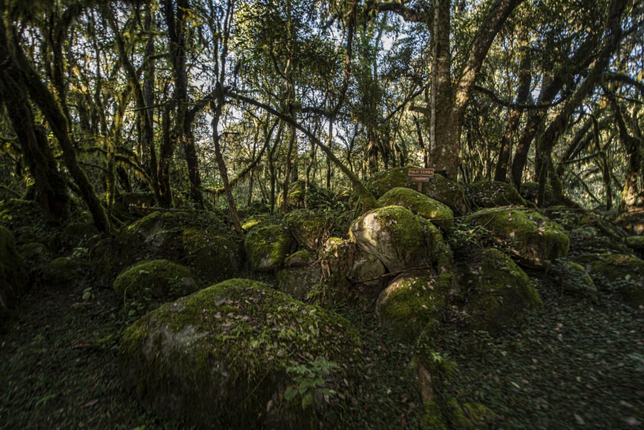 Reserva Nacional El Nogalar de Los Toldos. Foto: argentina.gob.ar