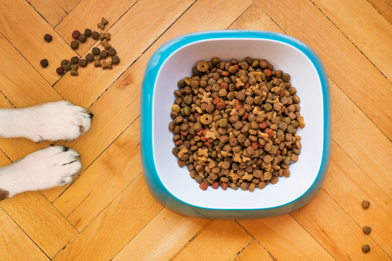 Alimento balanceado para perros. Foto: Unsplash