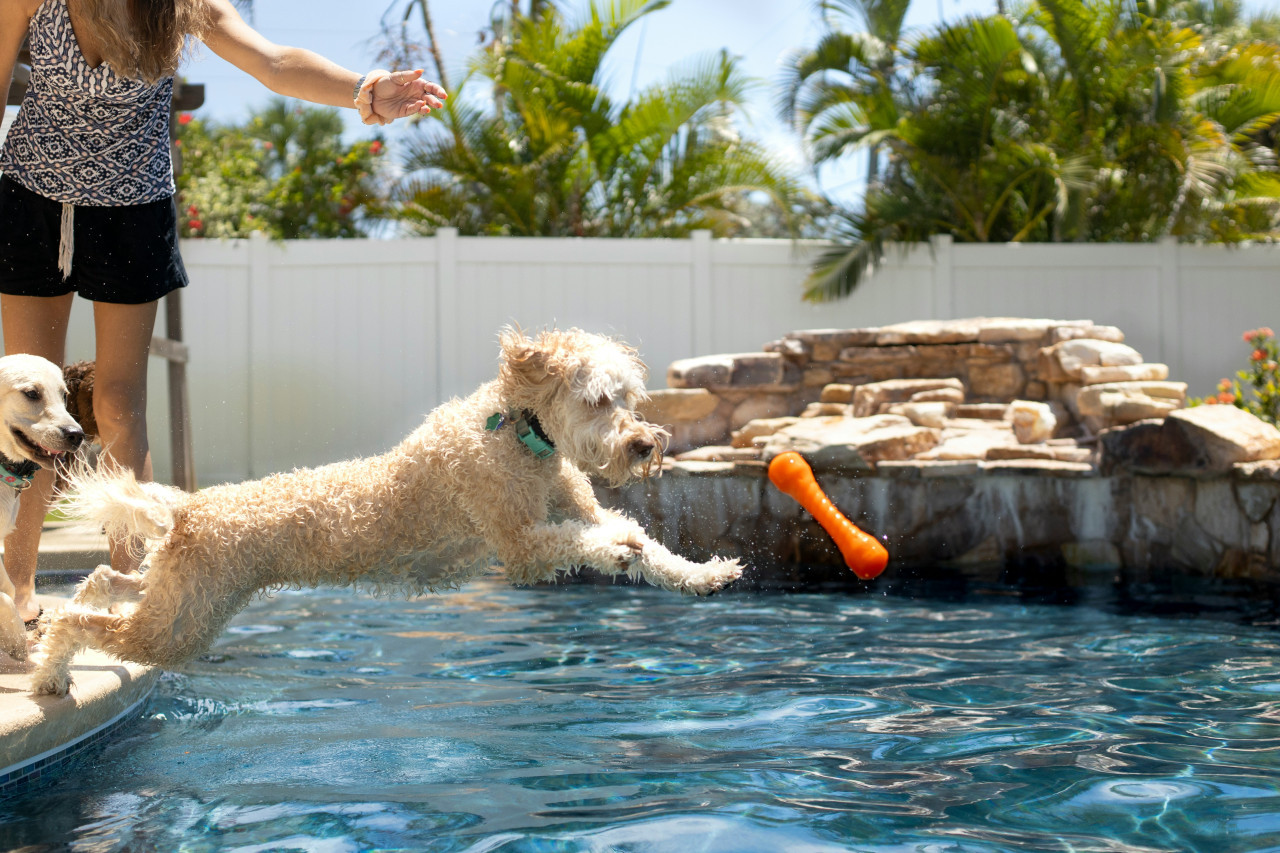 Jugar con perros, una actividad muy recomendada. Foto: Unsplash.