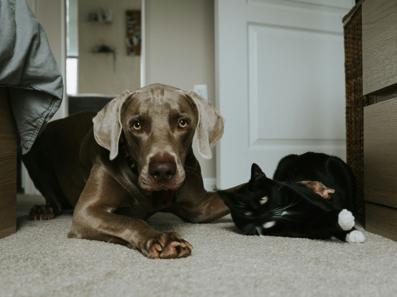 Convivencia entre gatos y perros. Foto: Unsplash.