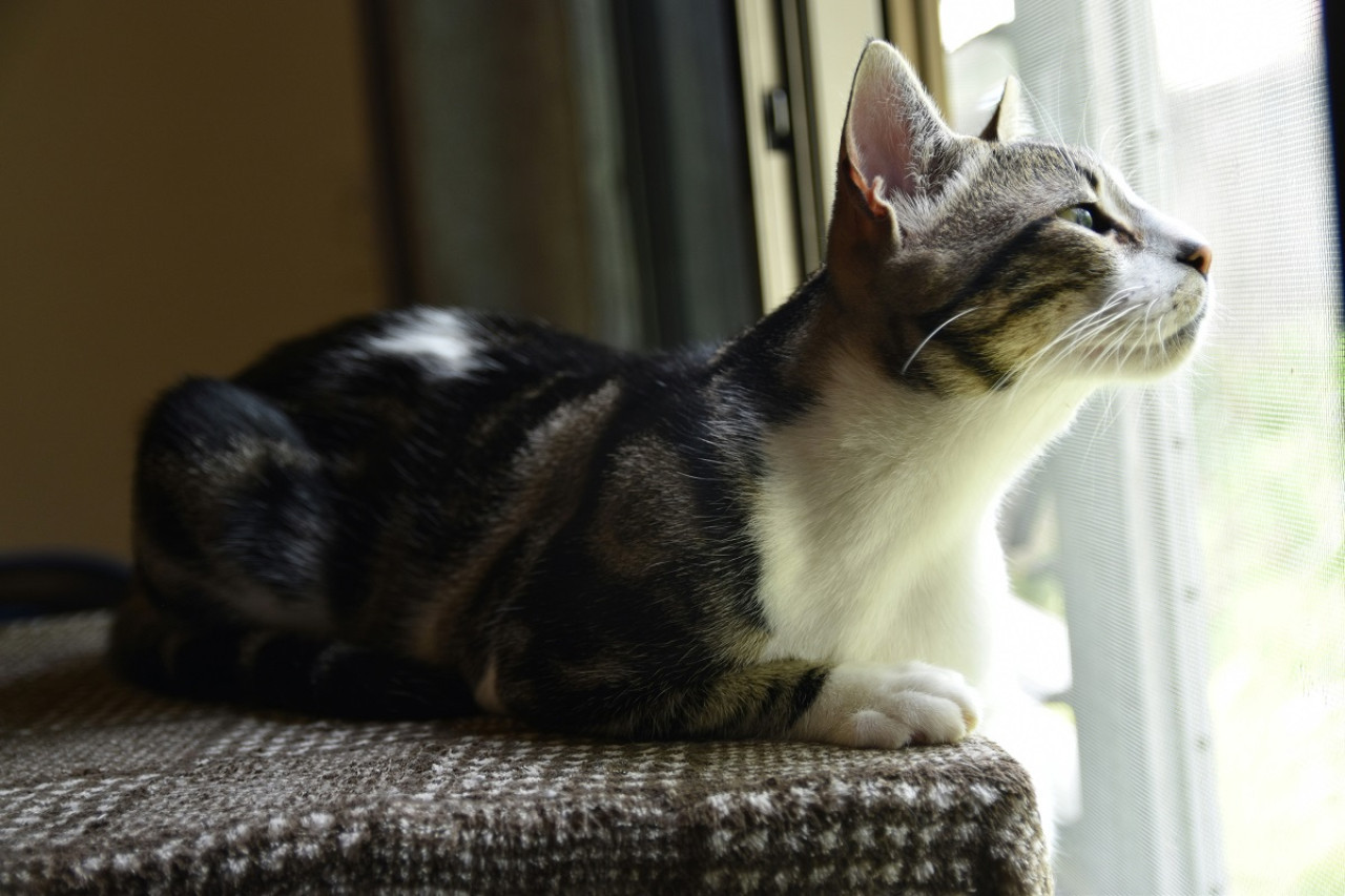 Gato raza American Shorthair. Foto: Unsplash.