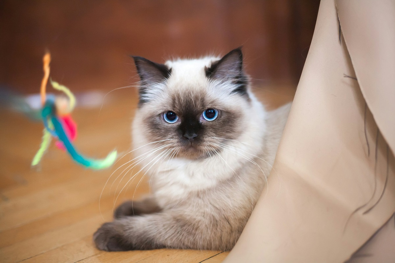 Gato raza Ragdoll. Foto: Unsplash.