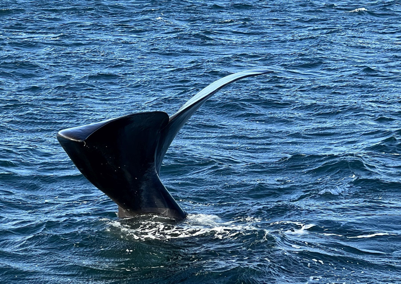 Avistaje de ballenas en El Doradillo, Puerto Madryn, Chubut. Foto: Pato Daniele