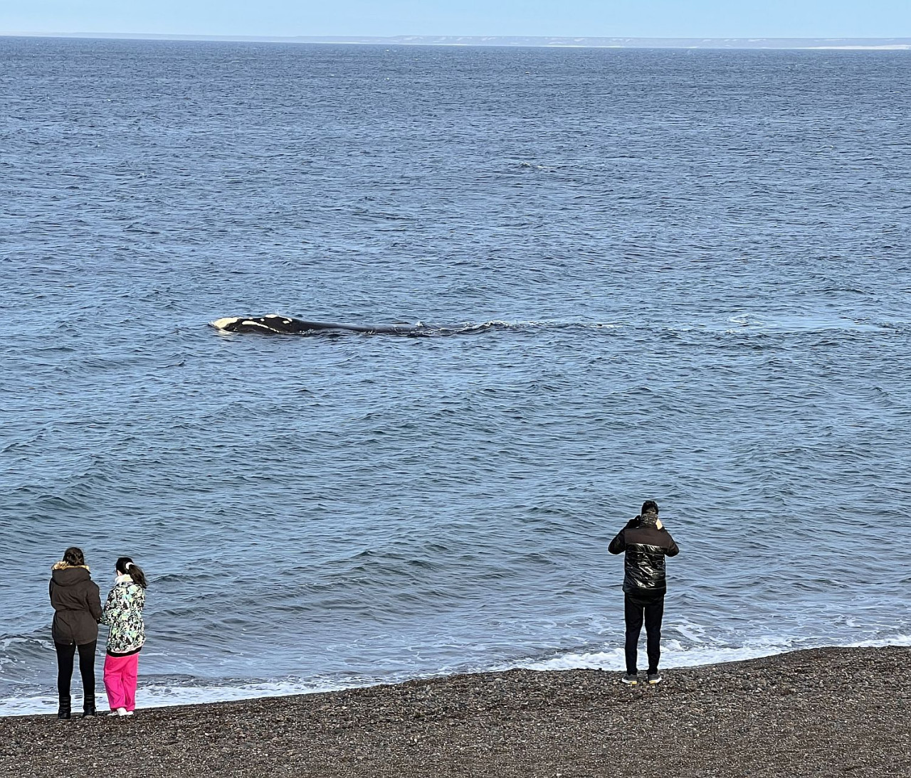 Avistaje de ballenas en El Doradillo, Puerto Madryn, Chubut. Foto: Pato Daniele