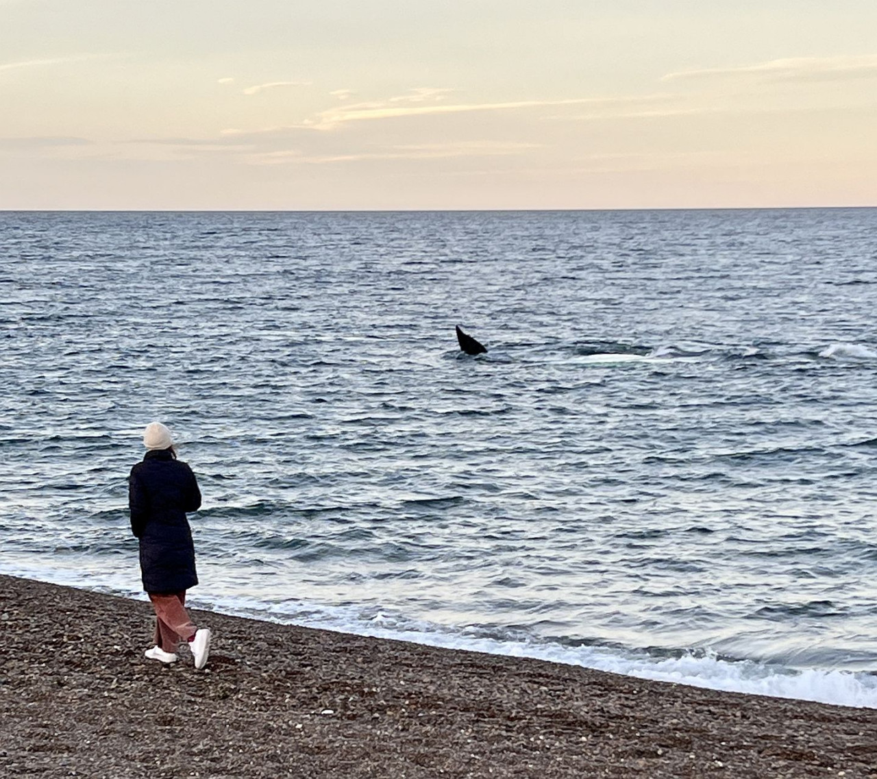 Avistaje de ballenas en El Doradillo, Puerto Madryn, Chubut. Foto: Pato Daniele