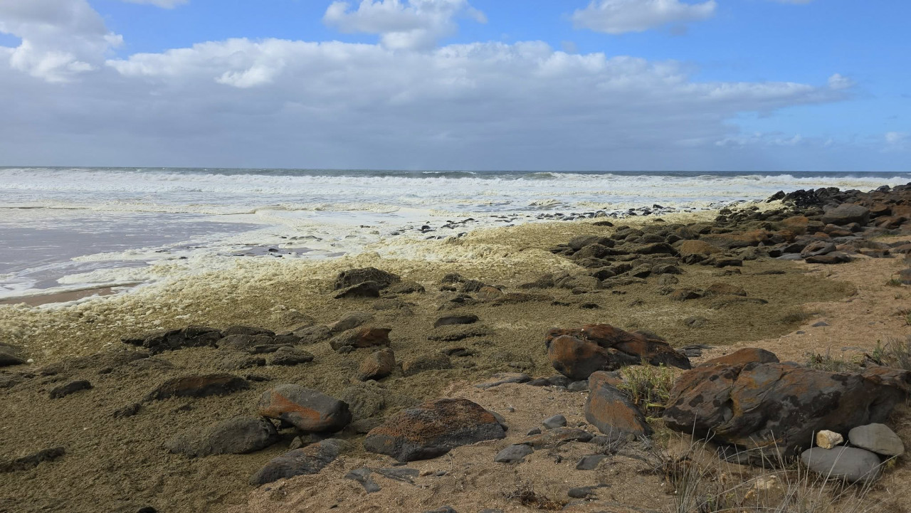 Misteriosa espuma y peces muertos en playas de Australia. Foto: Facebook/Anthony Rowland