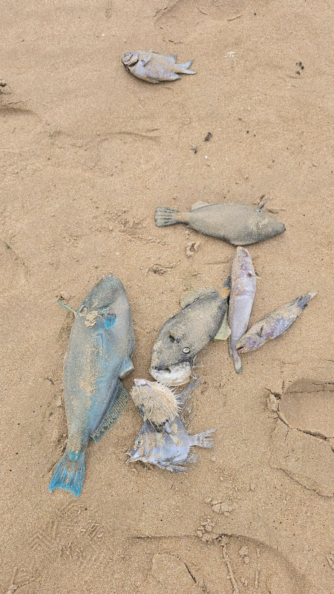 Misteriosa espuma y peces muertos en playas de Australia. Foto: Facebook/Anthony Rowland