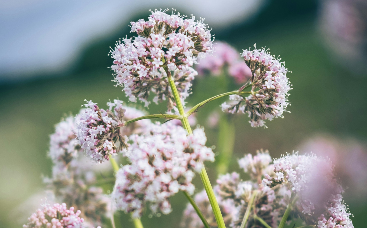 Valeriana, planta. Foto: Unsplash.