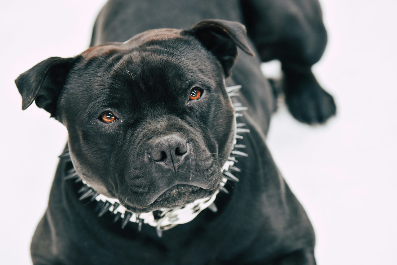 Pitbull. Foto: Unsplash.